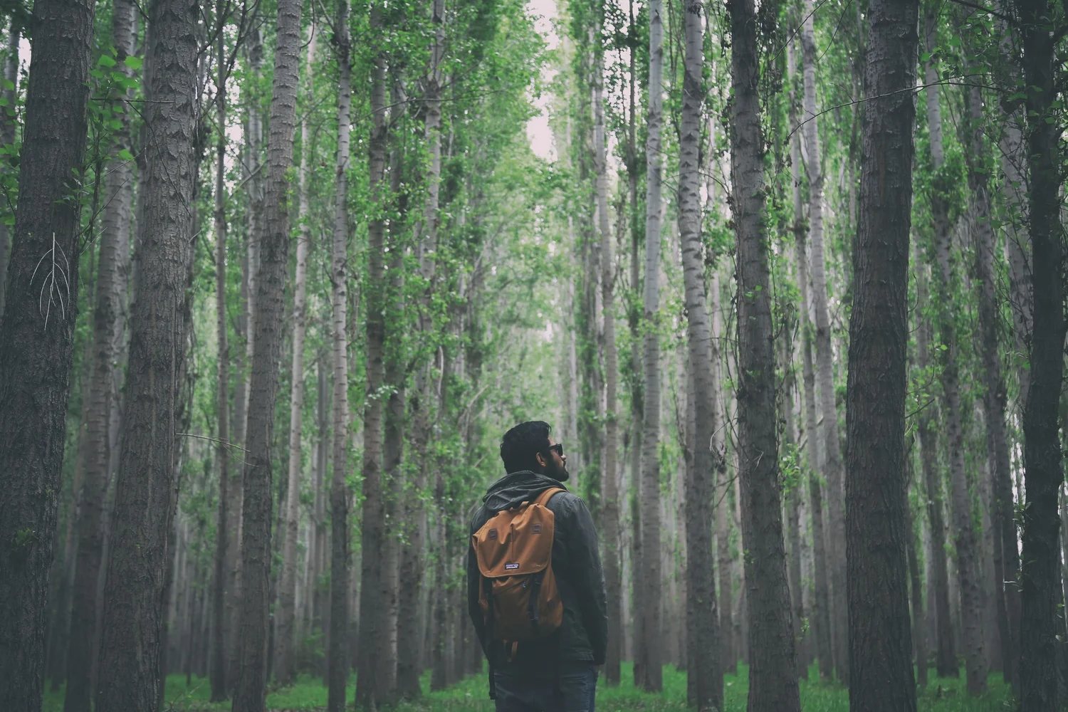 Waldspaziergänge