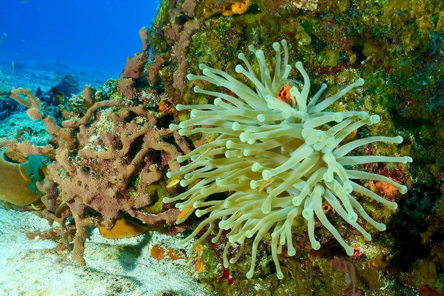 Bozeman’s Premier Dive Center Scuba Bozeman