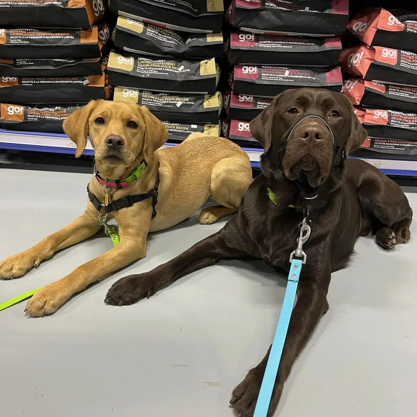Princess Leia and Mr.Chip saw each other at Cowtown and we couldn't not get a picture❤️ Look at those amazing and calm down stays 

#nodogleftbehind #ndlb #downstayinglikechamps #downstayfordays