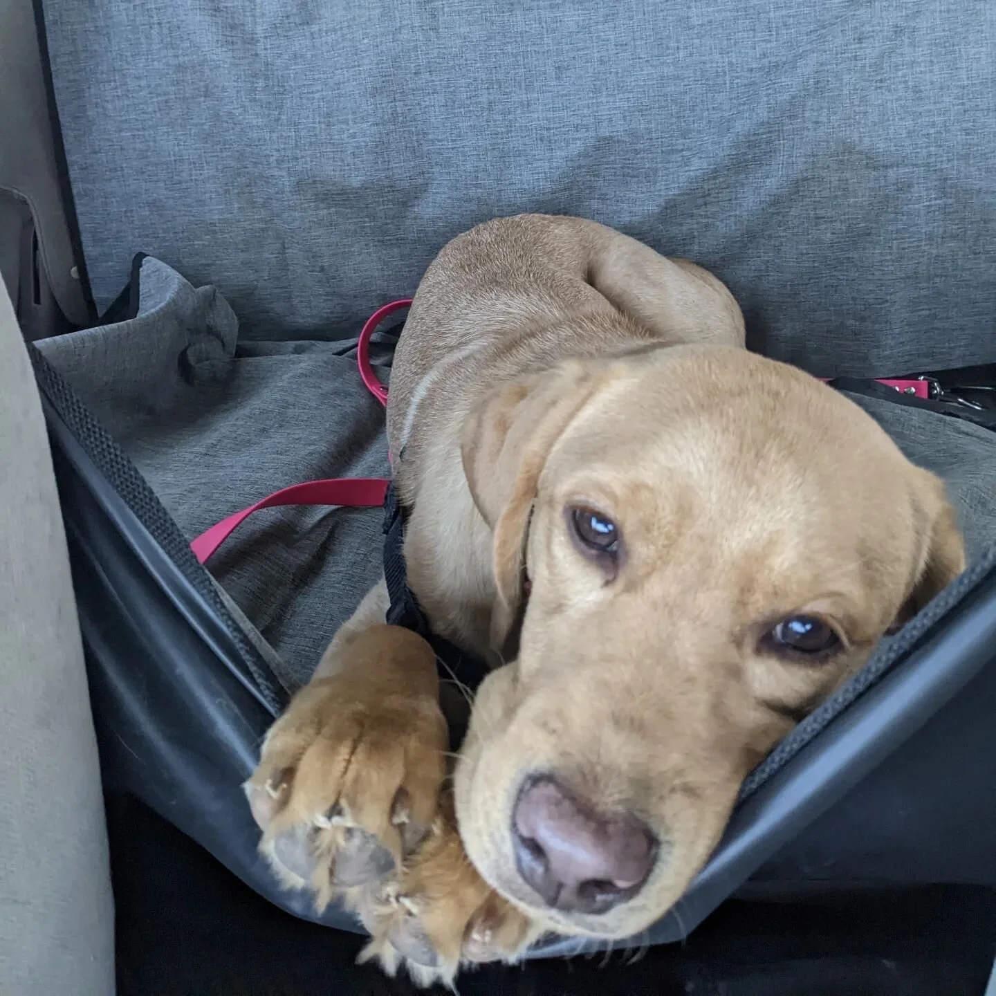 Sweet little Leia enjoying the heat blowing on her face on her way to training at Canadian Tire❤️ 

#nodogleftbehind #ndlb #servicedogprospect #instoretraining #princessleia