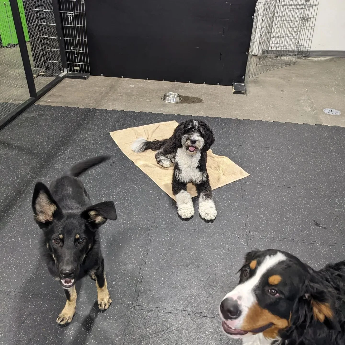 Practicing 'to your nat' around friends with our ambassador dogs at daycare. This was a tough one, but they nailed it💪 Donovan and Bo even decided sharing a mat is the best way to get snacks🤗

#nodogleftbehind #ndlb #puppydaycare #daycareambassador