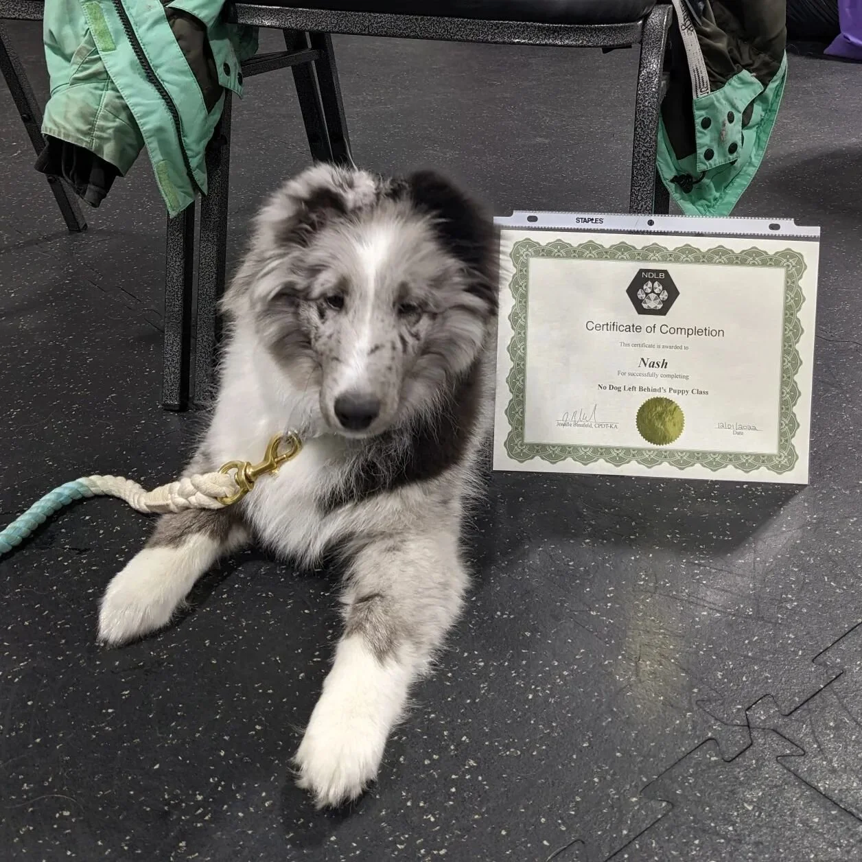 Look at these adorable little(and one giant) puppies that just graduated from puppy class! 🥰 We had so much fun with all of you and can't wait to see you back either in daycare or class!🤗😍

#nodogleftbehind #ndlb #puppyclass #puppygrads #graduatio