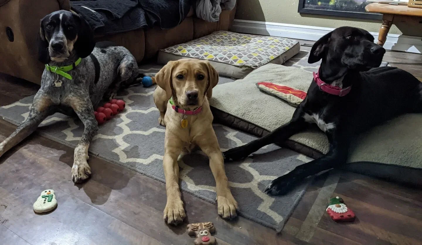 Happy #nationalcookieday. The pups each got their own special Christmas cookies and gobbled them up🍪