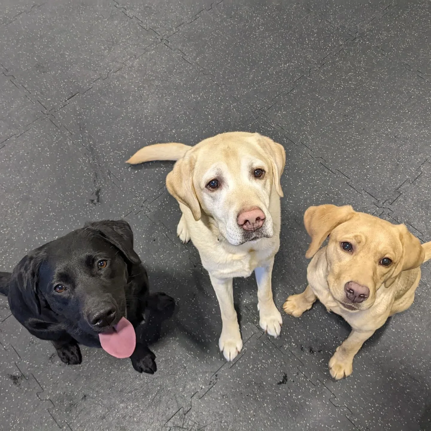 Some of our favorite Labs made a special guest appearance at daycare today to help get the party going🤩 

#nodogleftbehind #ndlb #puppydaycare #labs #labsofinstagram