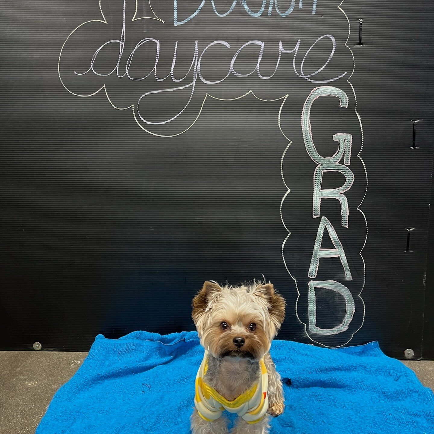 Congrats to our adolescent daycare grads! They did amazing the past 6 weeks with their training and socializing🤩 #nodogleftbehind #ndlb #adolescentdaycare #adolescentdog #doggydaycare #gradday #moosejawdogtraining