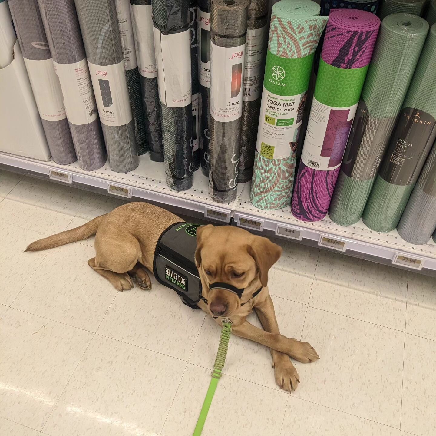 Princess Leia went to Superstore today to work on public access. Grocery stores are hard to work in! We've done a lot of practice and training in less distracting places to get here! #nodogleftbehind #ndlb #servicedogprospect #publicaccess #goodgirl 