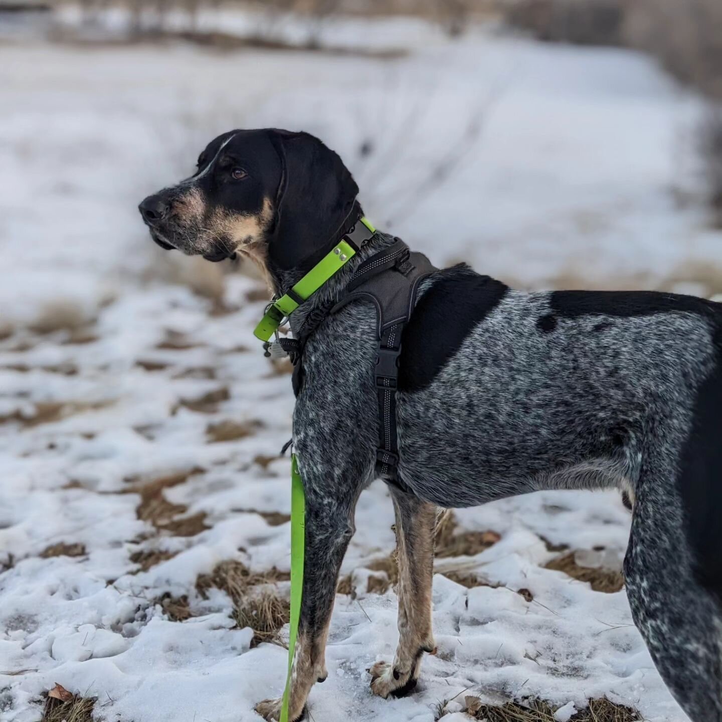 🐶With such beautiful weather today each pup got to enjoy sniff walks. It was a great way to get some of that energy out and smell all the smells! #nodogleftbehind #ndlb #sniffwalks #sniffari #enrichmentfordogs #moosejawdogtraining