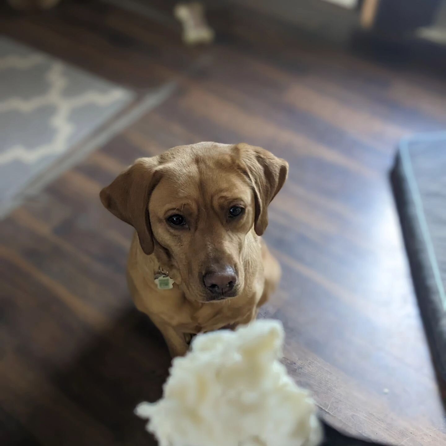 🐶That look. Just hoping to get some ice cream🍦 Don't worry, she did! 🥰💜

#nodogleftbehind #ndlb #princessleia #puppydogeyes #icecream #iscreamyouscreamweallscreamforicecream