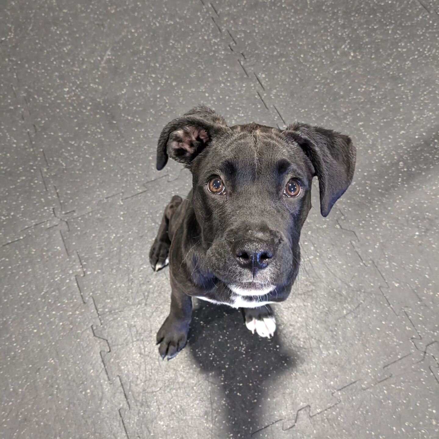 New round of #puppydaycare started today! The pups made some new friends and played super hard! We also practiced waiting at the gate! This is great to practice with every doorway to help teach your pup to wait and not doorway bolt. Potentially savin