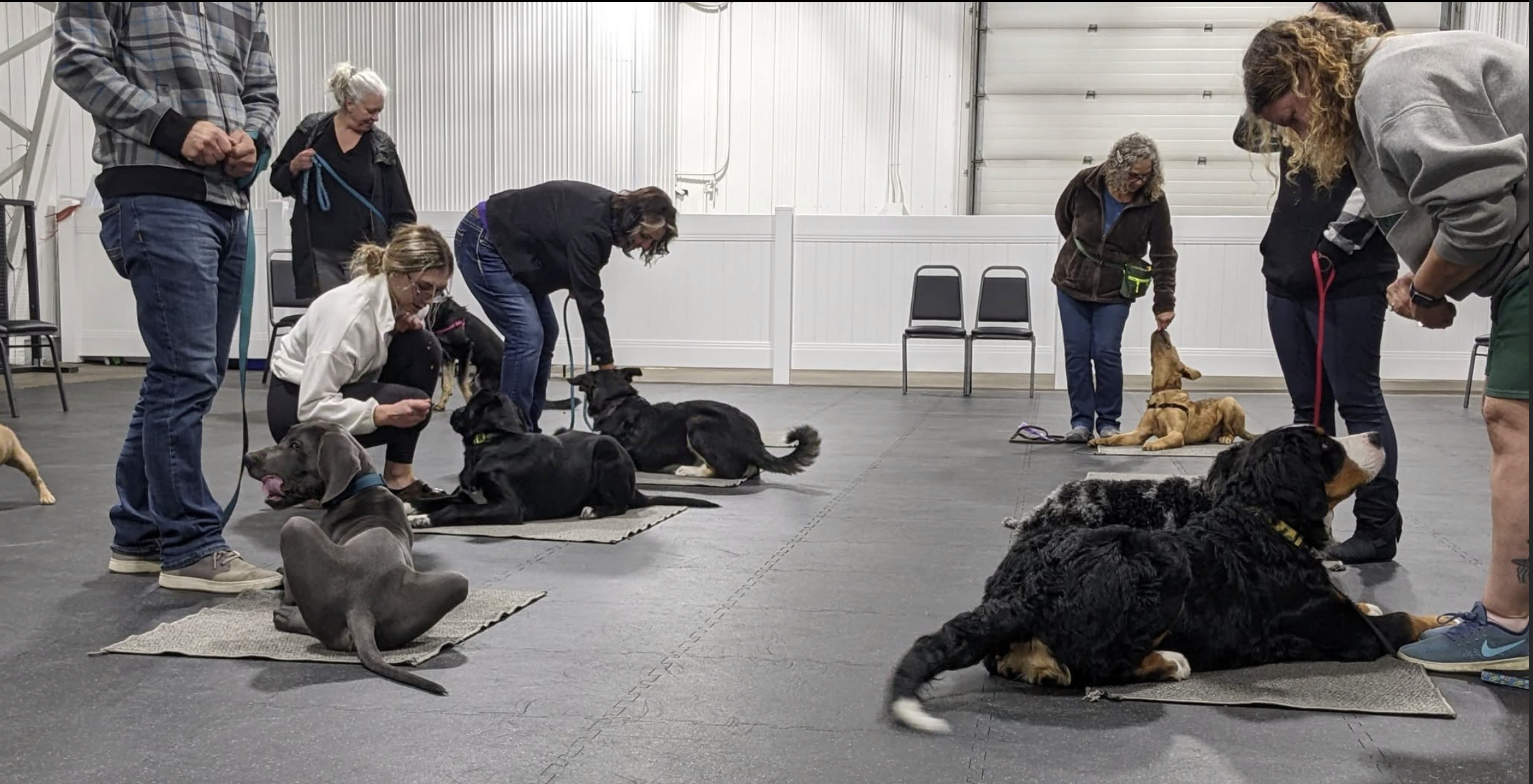 When Should a Puppy Start Training Classes?
