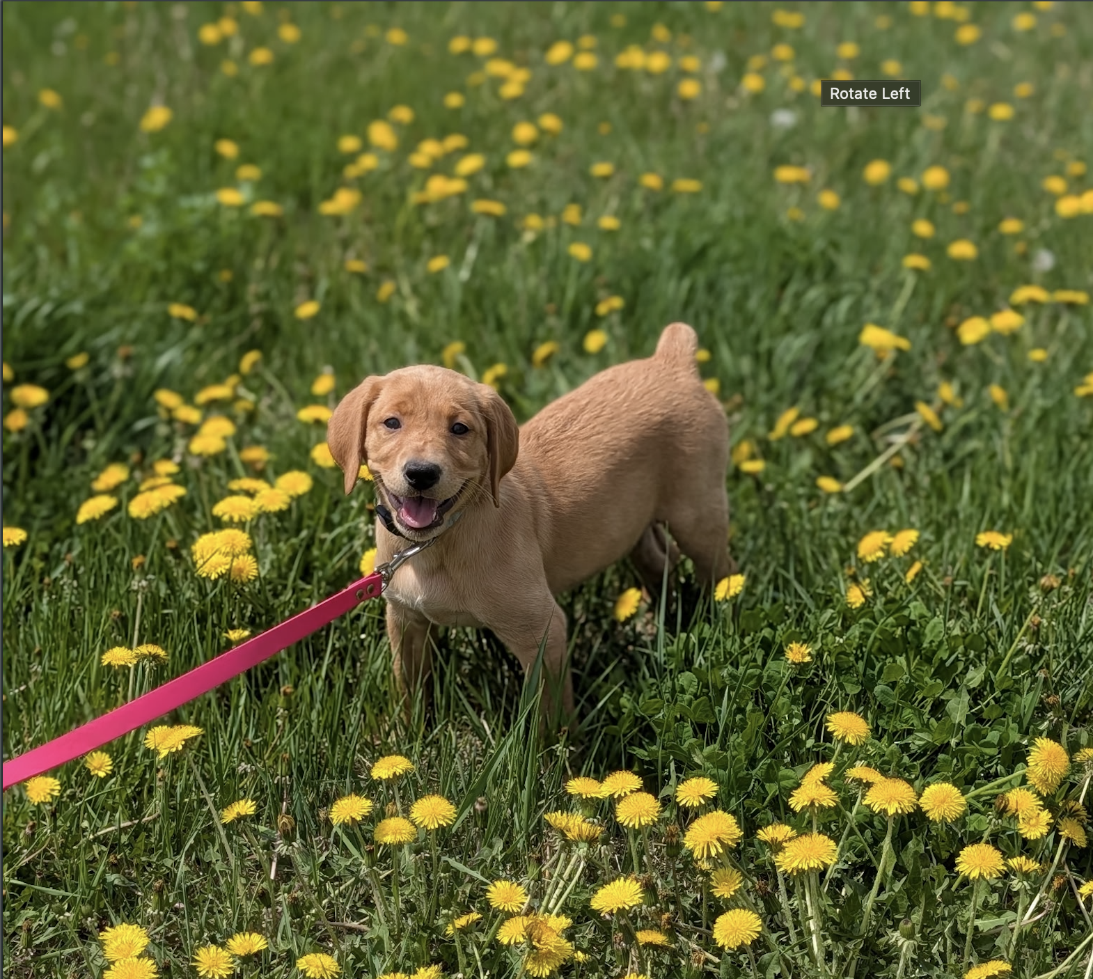 What Does Puppy Socialization Actually Mean?