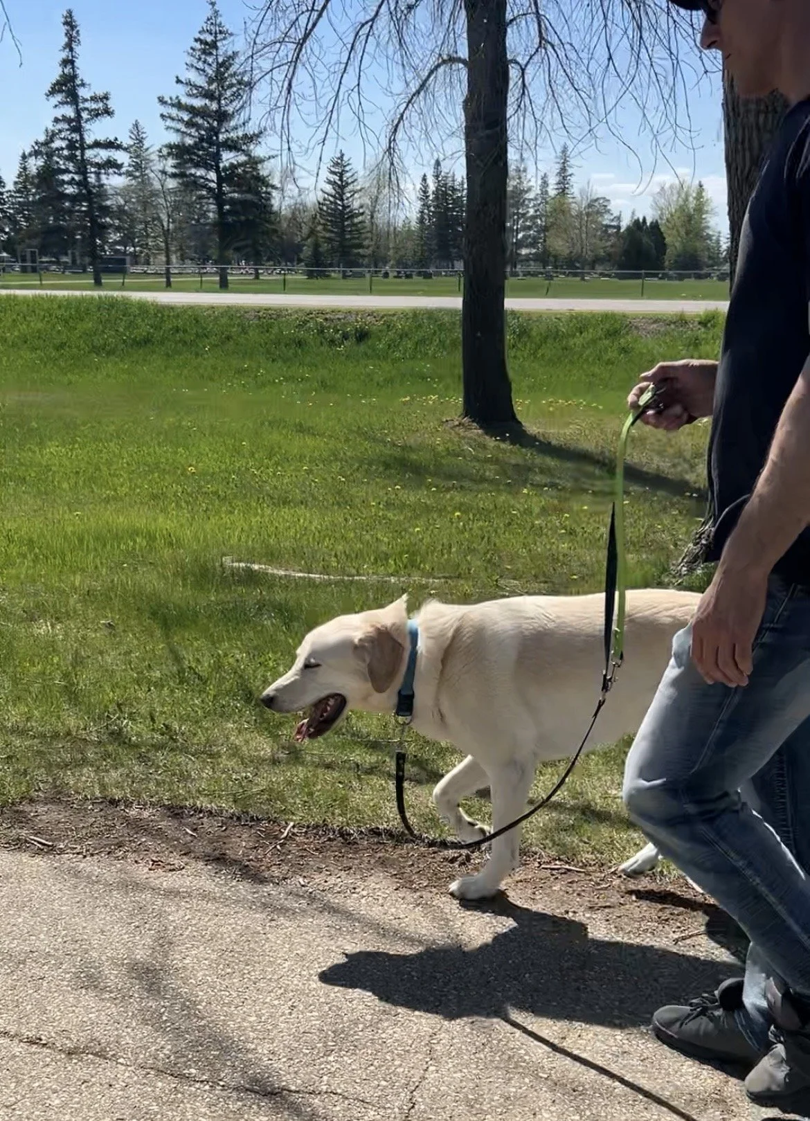 Why Does My Dog Behave Well at Home but Struggle Outside?