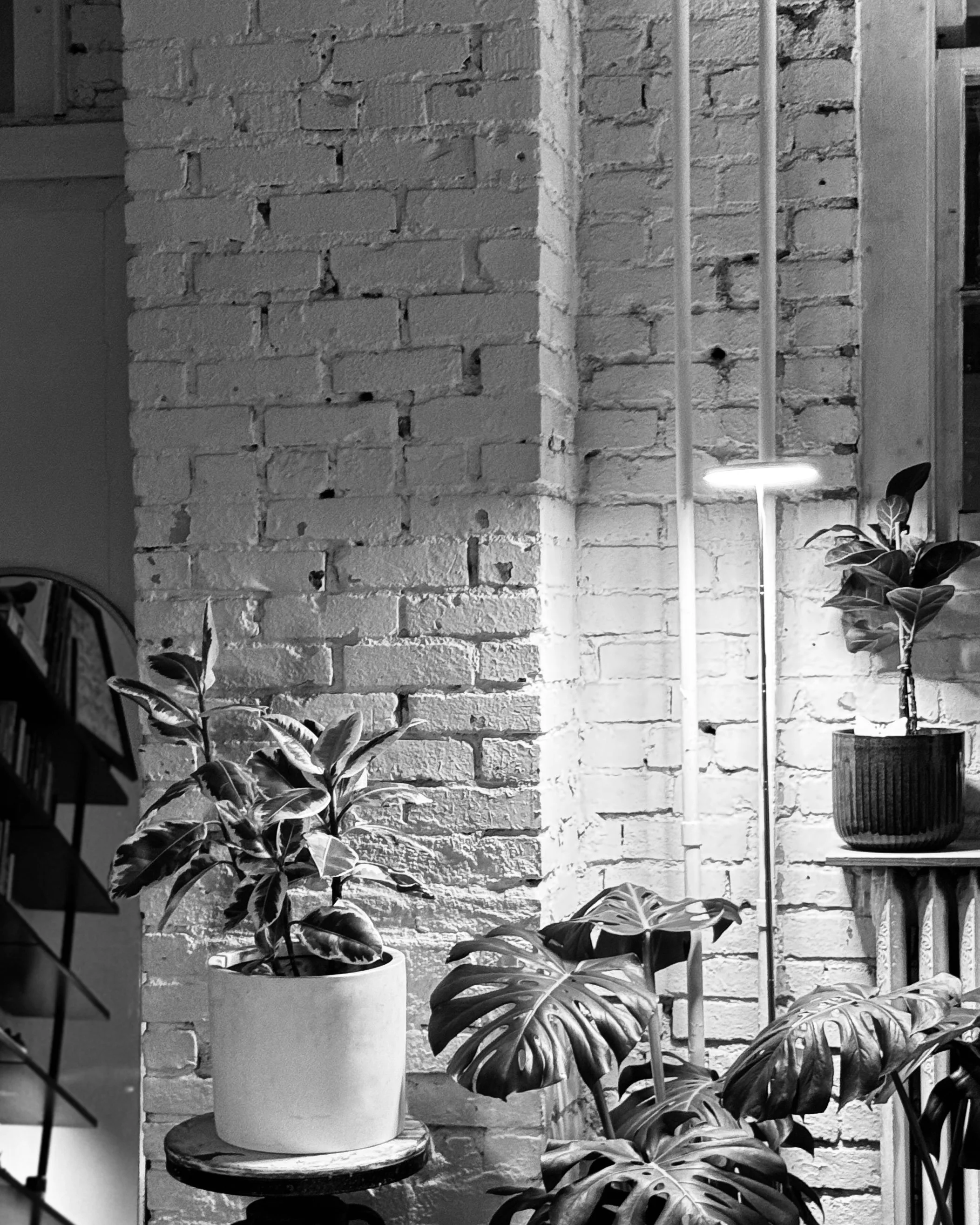 Black and white photo of an interior corner with a white brick wall, potted houseplants on stands, and a floor lamp with a wide light, creating a cozy ambiance.