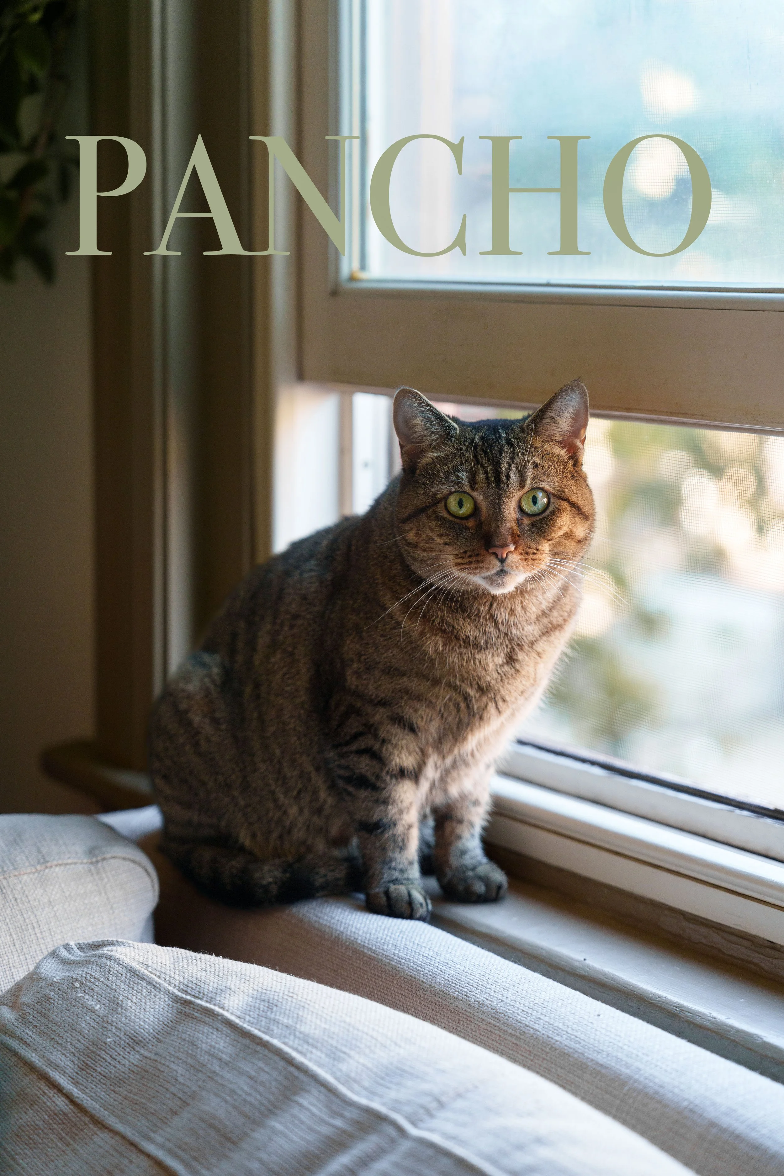 panchomagazine.jpg