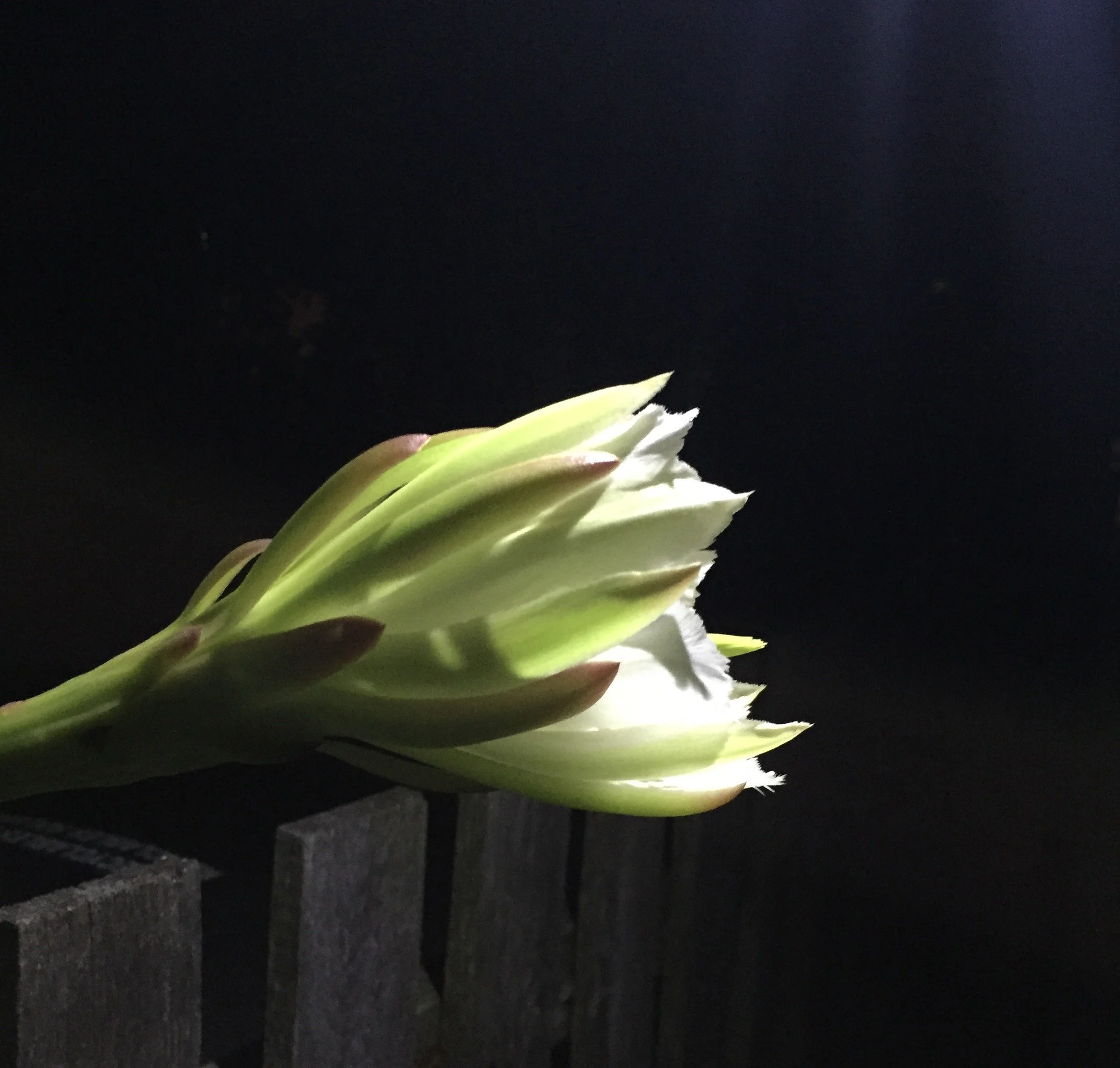 Embodiment & Awe: Anatomy for the Practitioner (virtual)