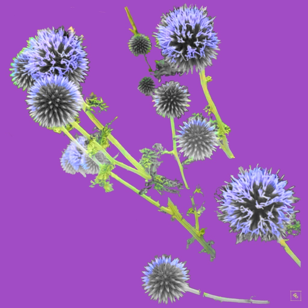 Purple Dandelion with Green Guts