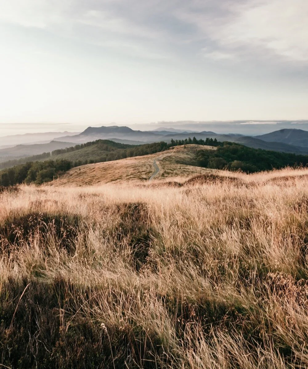 Photograph of wheat field