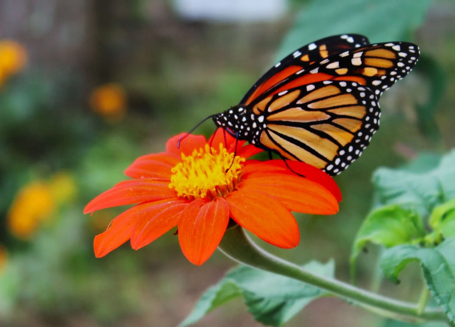 Monarch butterfly atop a red orange flower