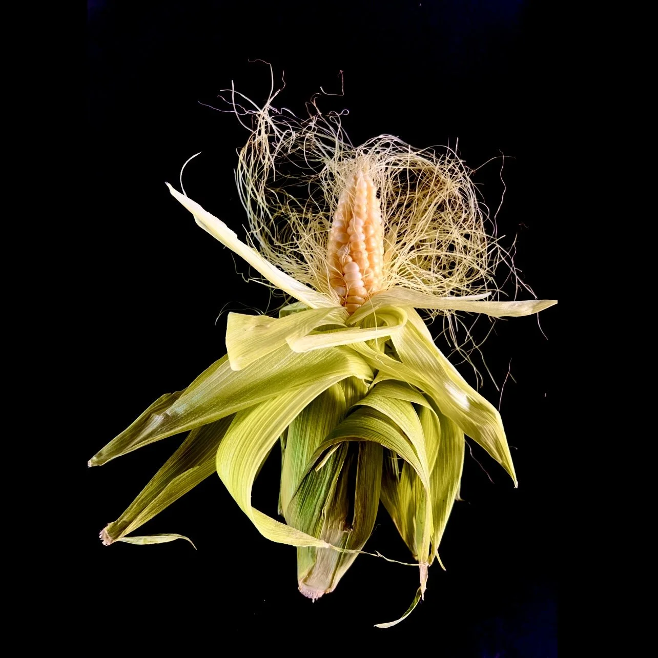 ArtImage3-Opening corn like a book.jpg