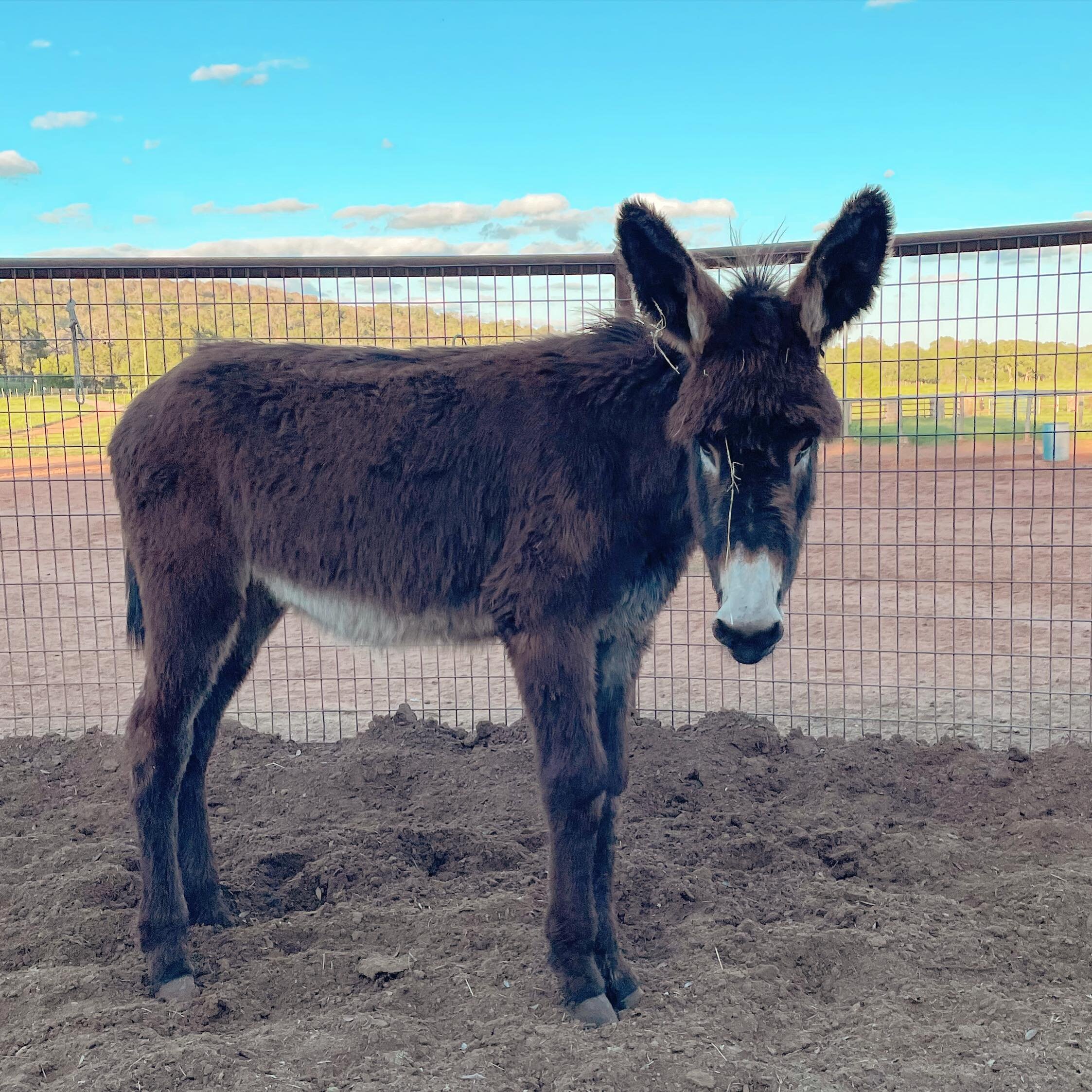 Just arrived!! Welcome to our newest addition to the ranch&hellip; Bandit is a six month old mammoth donkey whose personality is almost as big as those ears! #hillcountry #texasranch #dosconchasranch #donkey #mammothdonkey #marblefallstx #welcometoth