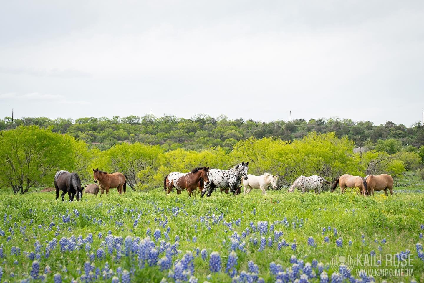 Spring has sprung at Dos Conchas Ranch! The wildflowers are blooming, the skies are clear, and our sprawling Hill Country haven is alive with the vibrant energy of the season. Have you visited recently? Now is the perfect time to experience the beaut