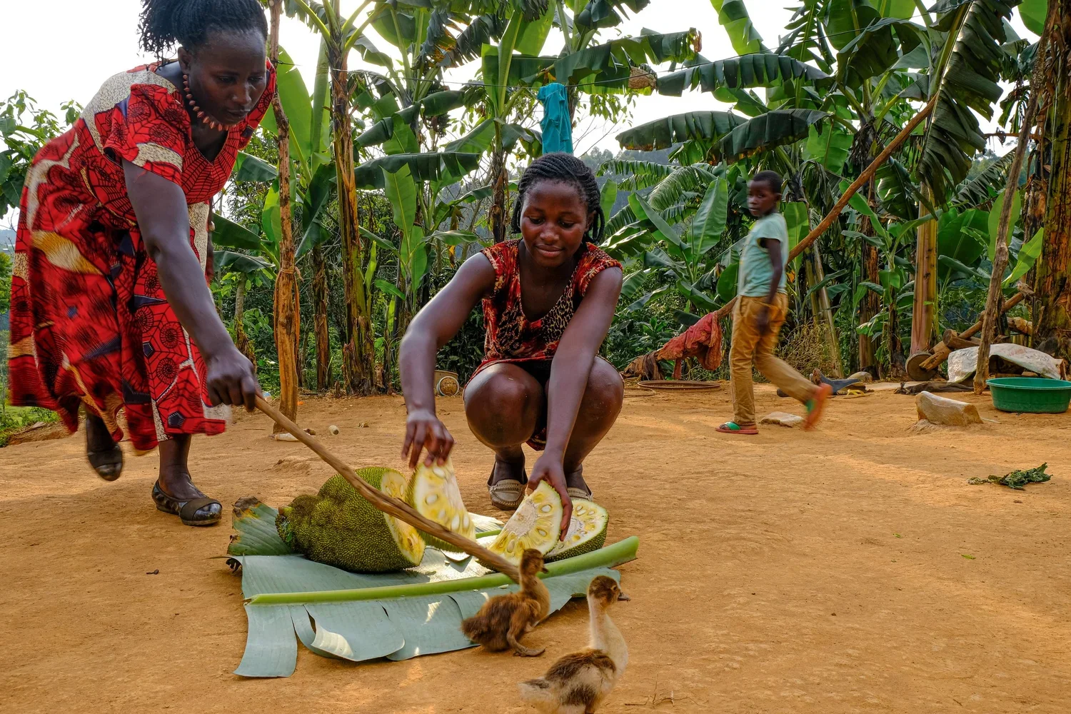 Kibale National Park, Uganda, 2022. 