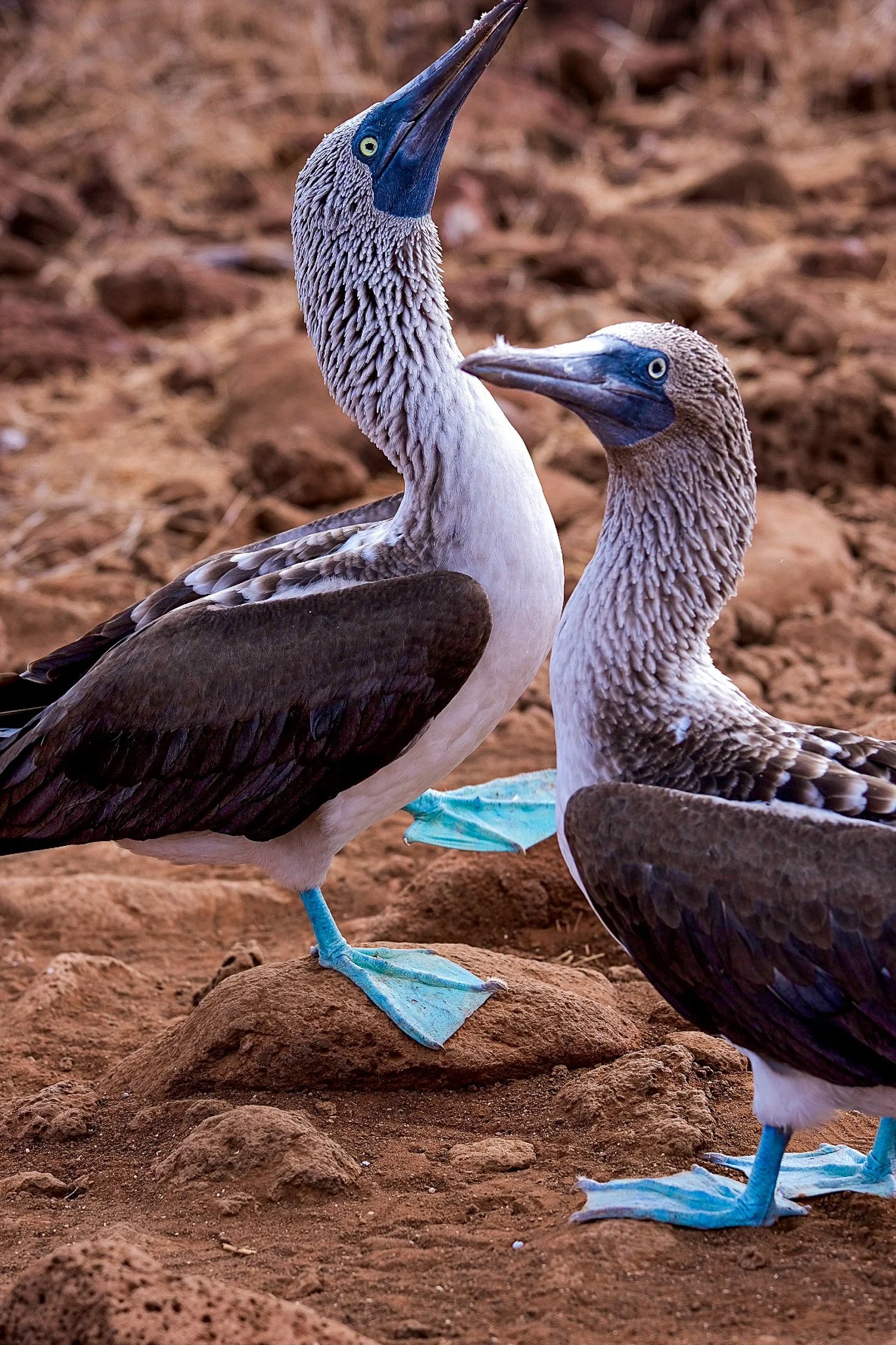 North Seymour Island, Galápagos, 2022. 