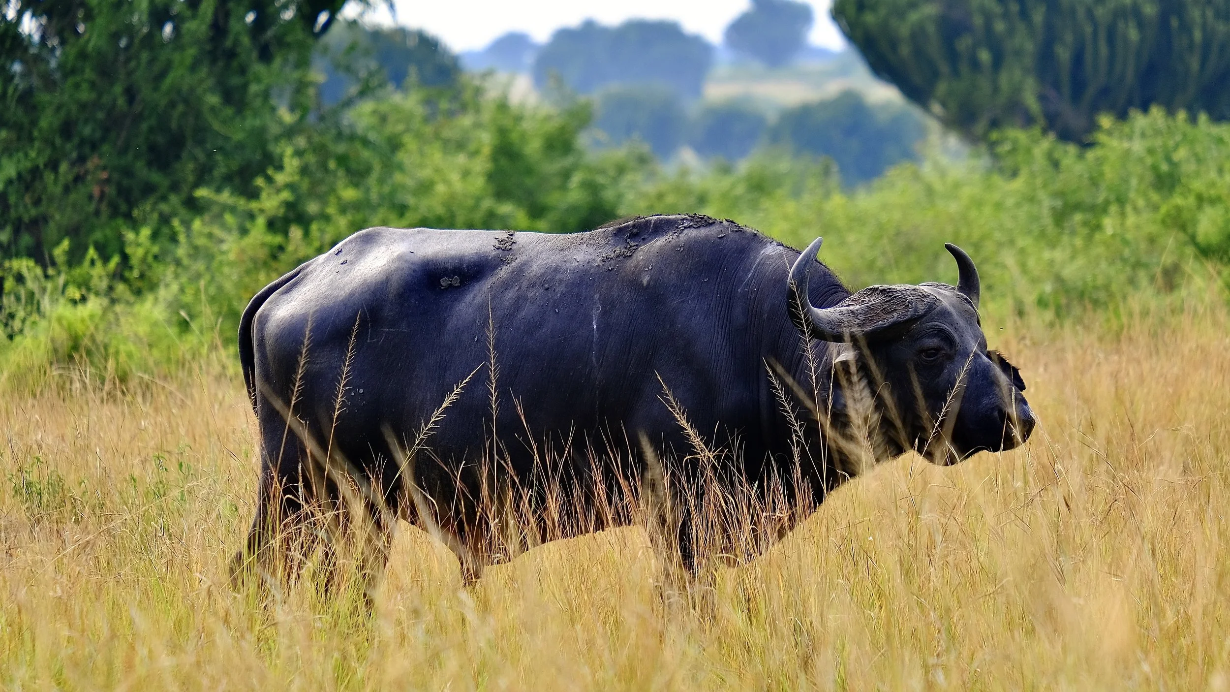 Queen Elizabeth National Park, southwest Uganda, 2022.