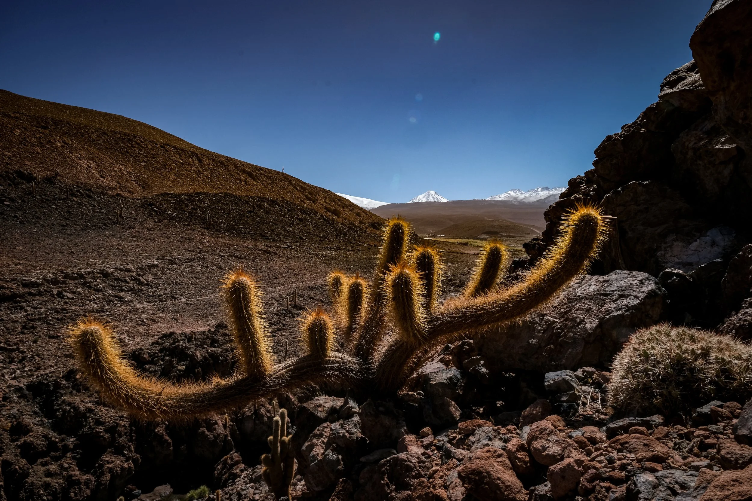 Atacama Desert, Chile, 2026. 
