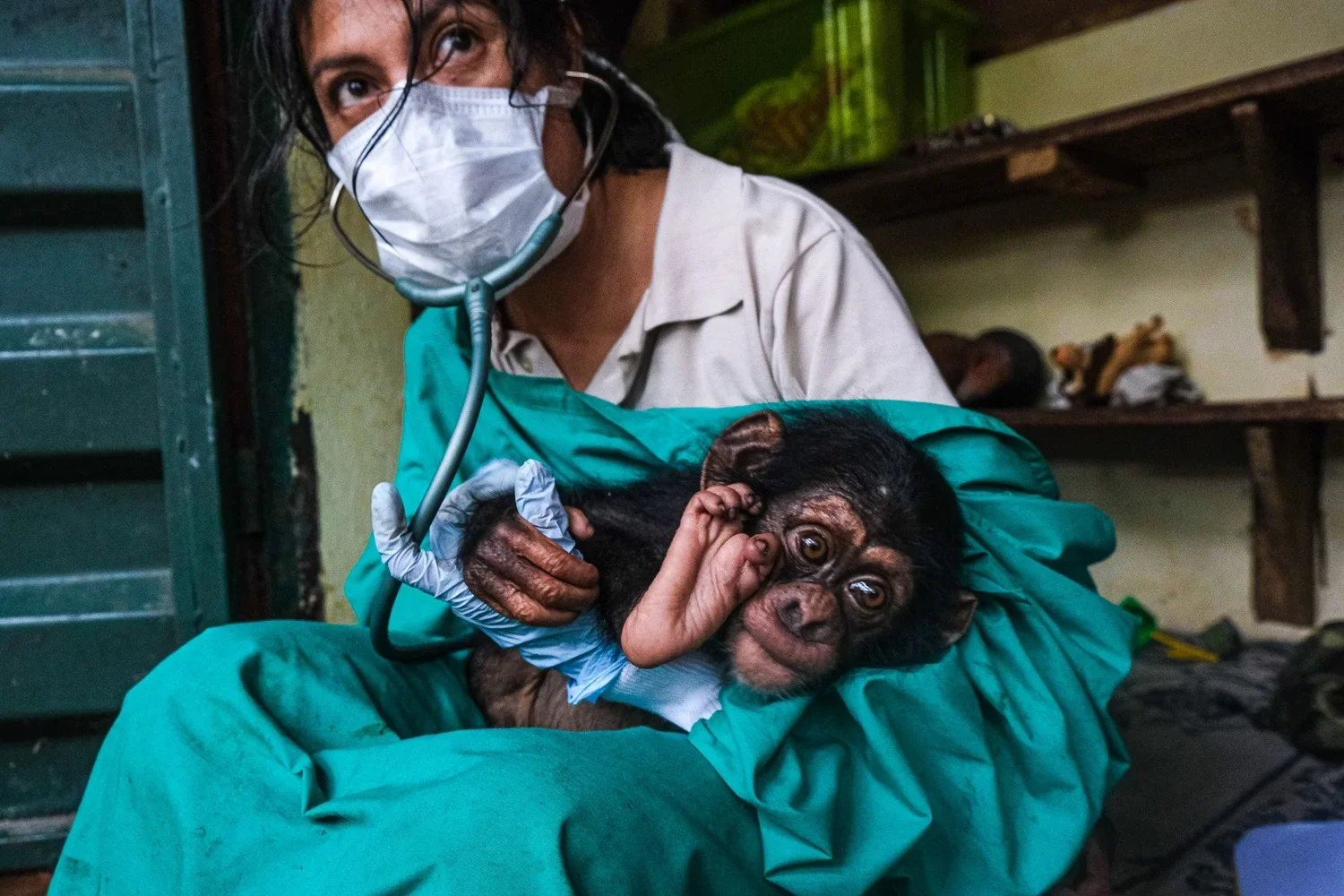 Western Forest Area Reserve, Sierra Leone, 2019. 
