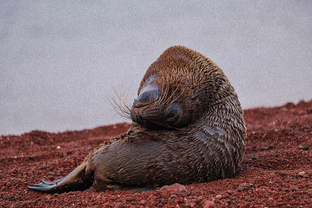 Analog: Galapagos, 2022.
