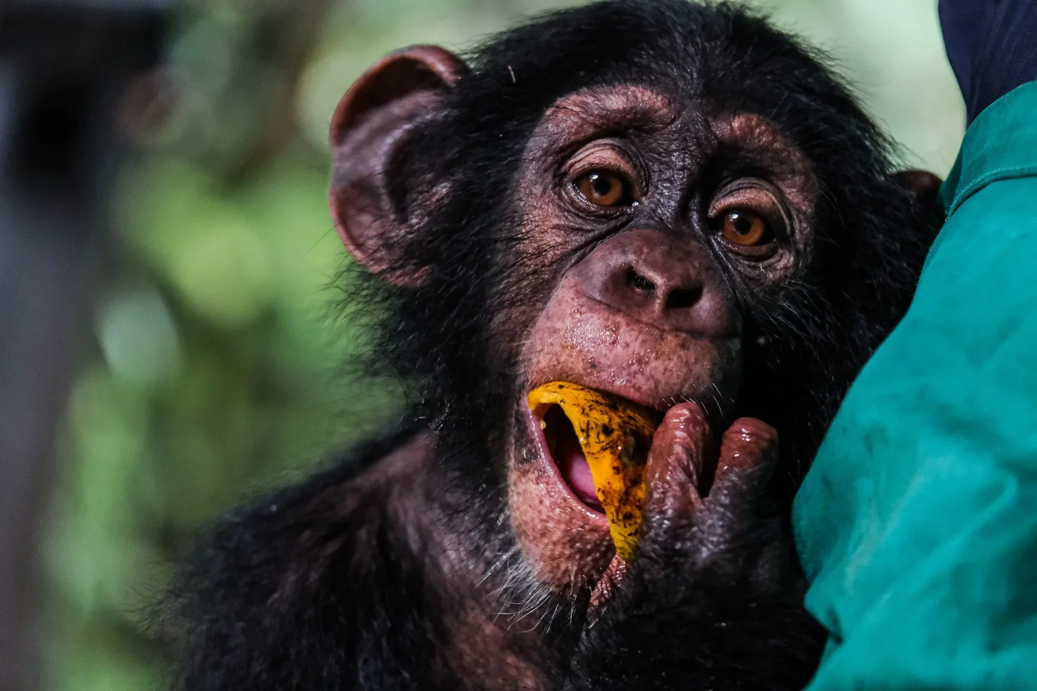 Western Forest Area Reserve, Sierra Leone, 2019. 