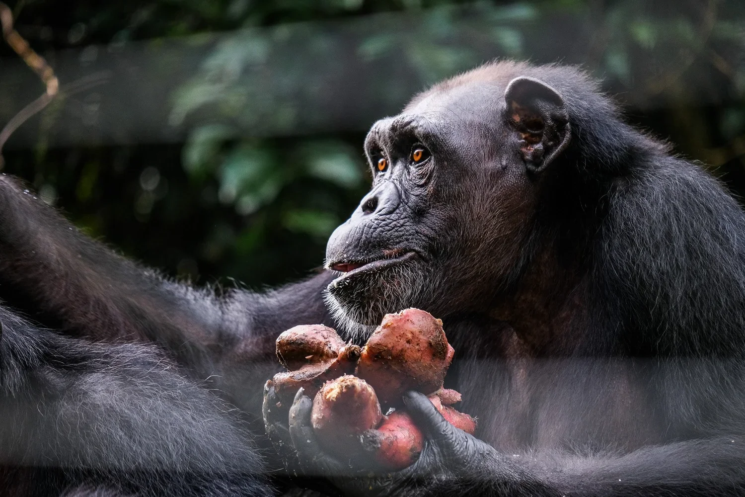 Western Forest Area Reserve, Sierra Leone, 2019. 