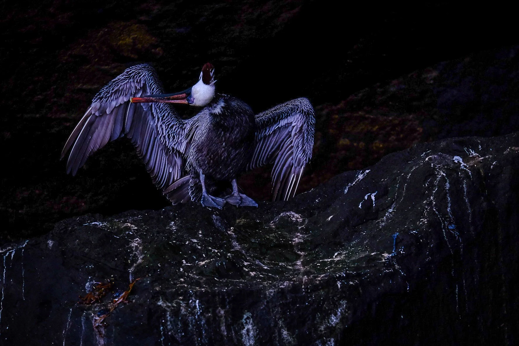 Isabela Island, Galápagos, 2022. 