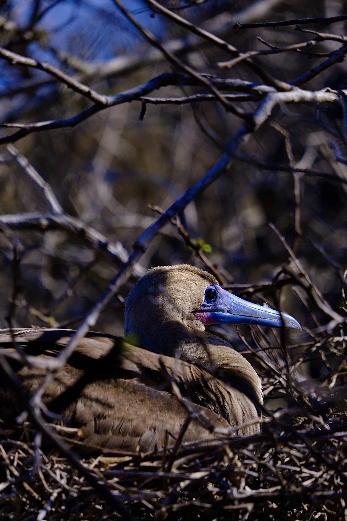 Genovesa Island, Galápagos, 2022. 
