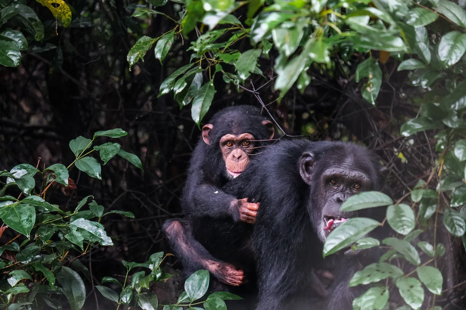 Western Forest Area Reserve, Sierra Leone, 2019. 