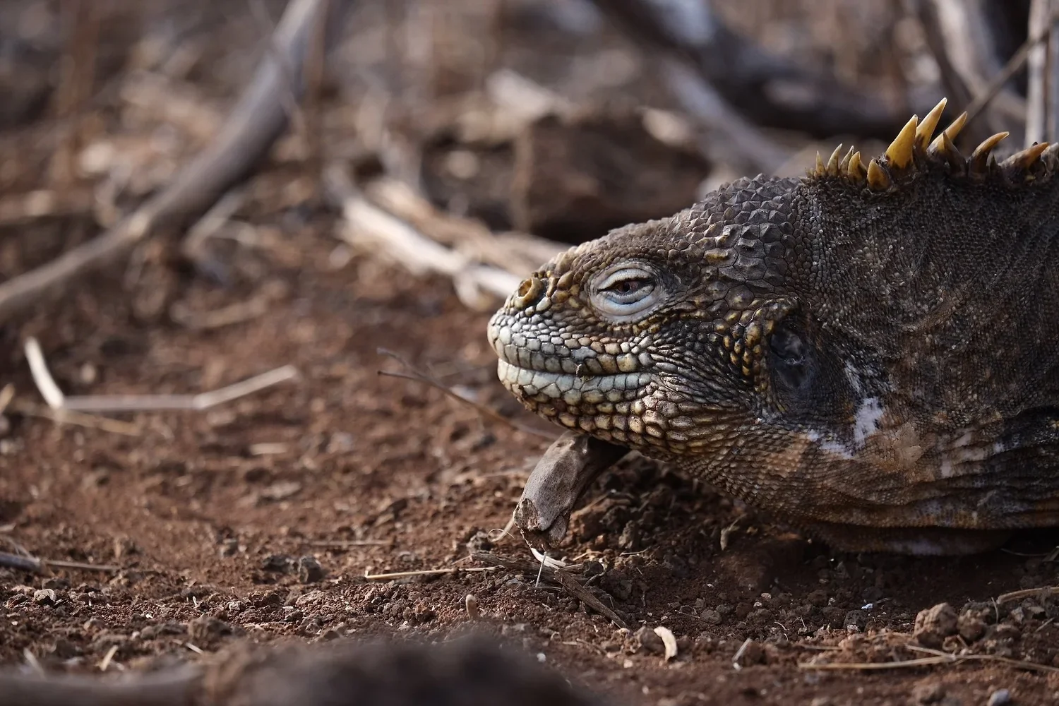 North Seymour Island, Galápagos, 2022. 