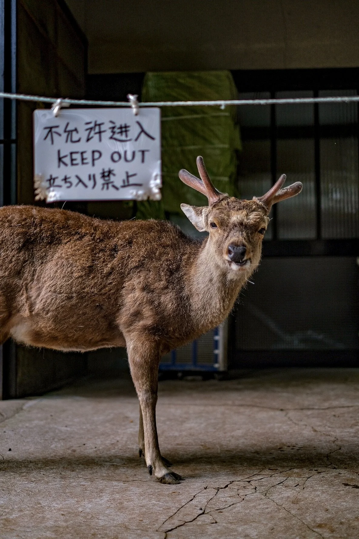 Nara, Japan, 2026. 
