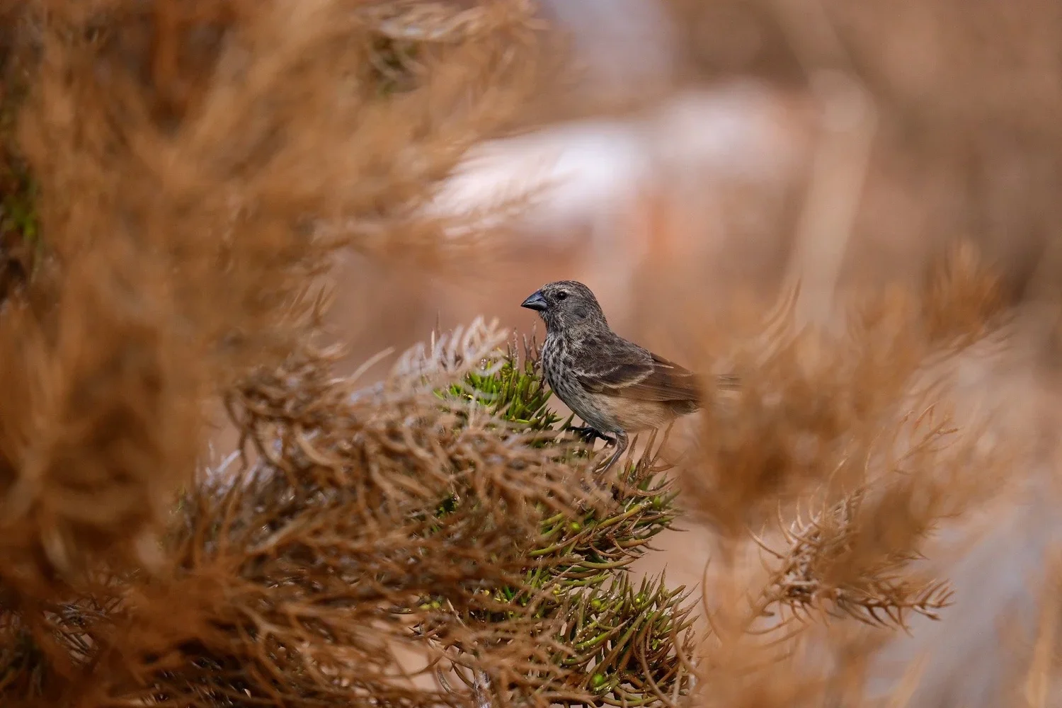 North Seymour Island, Galápagos, 2022. 