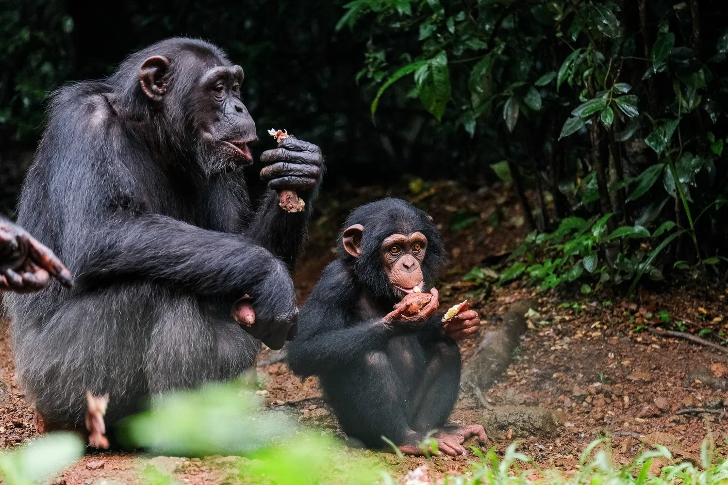 Western Forest Area Reserve, Sierra Leone, 2019. 
