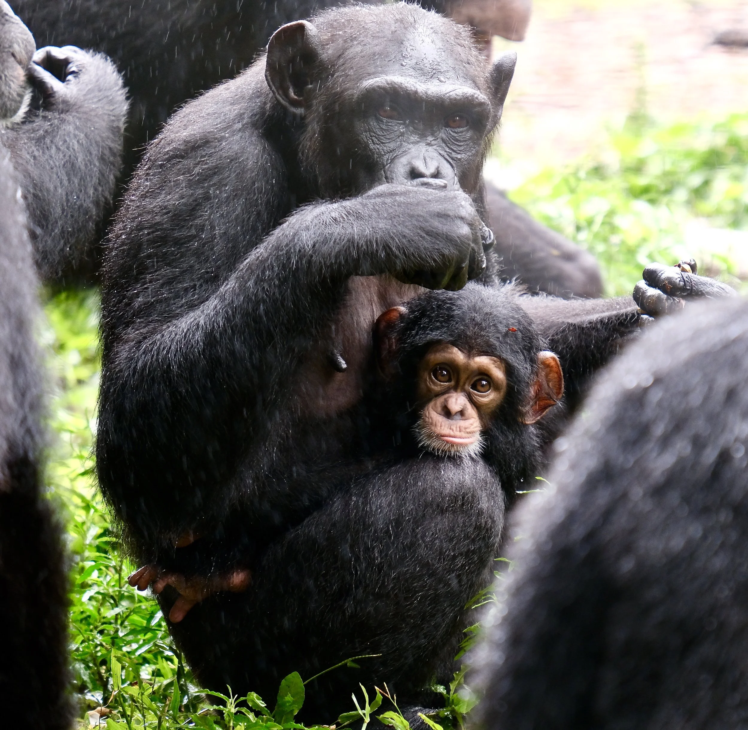 Western Forest Area Reserve, Sierra Leone, 2019.