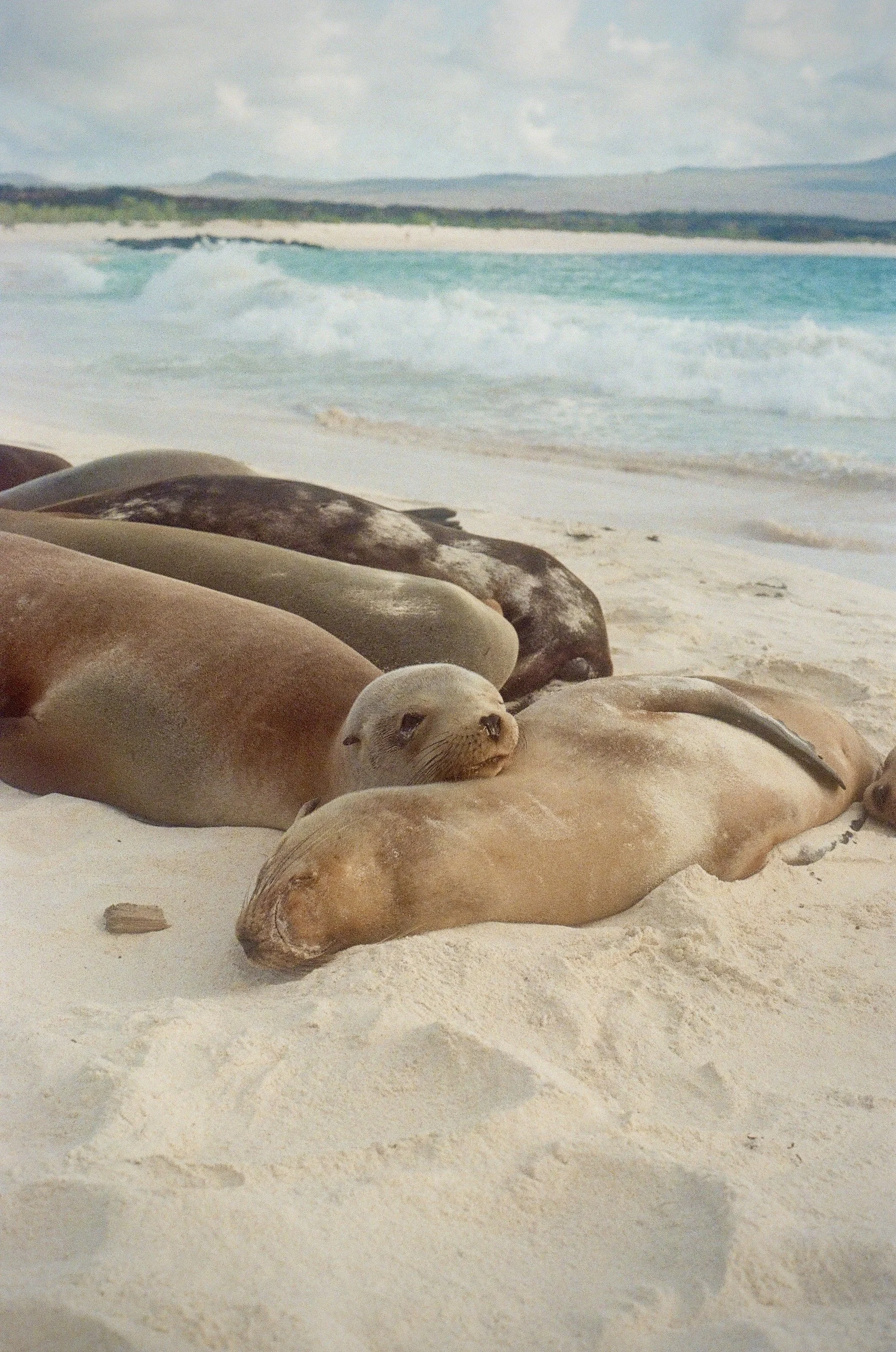 Analog: San Cristóbal, Galápagos, 2022.
