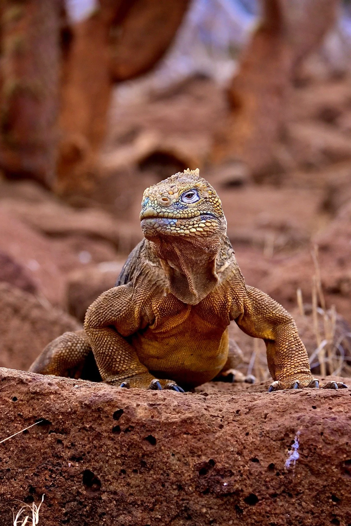 North Seymour Island, Galápagos, 2022.