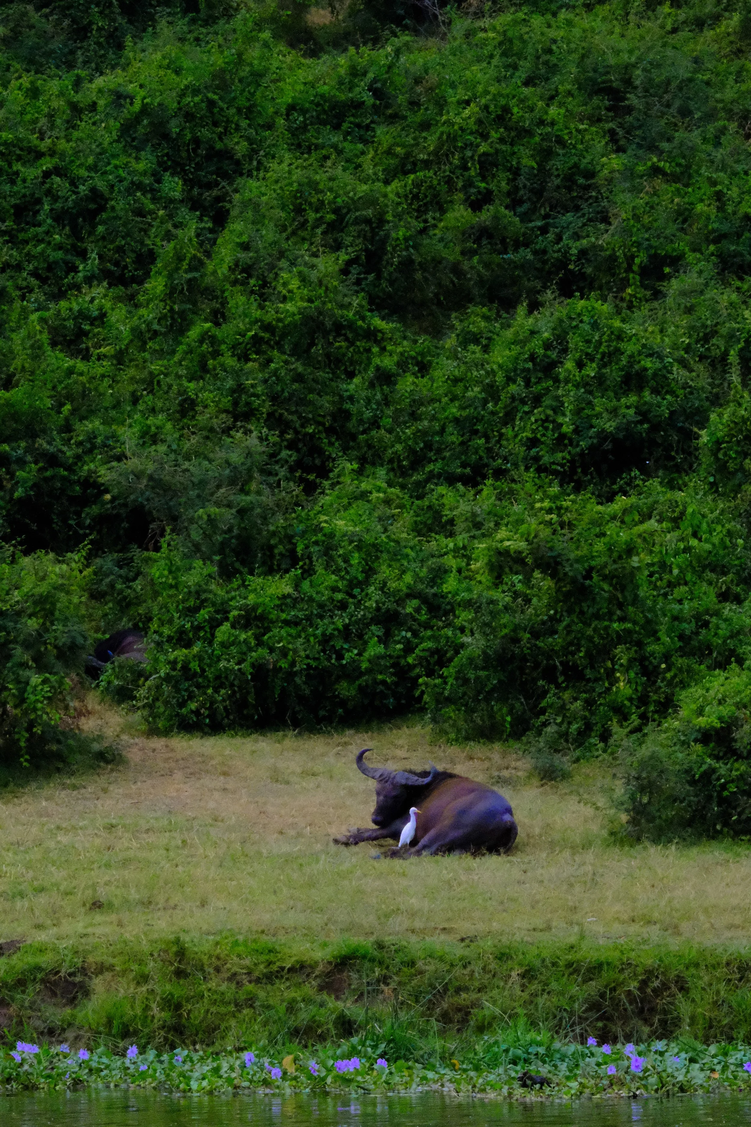 Queen Elizabeth National Park, southwest Uganda, 2022.