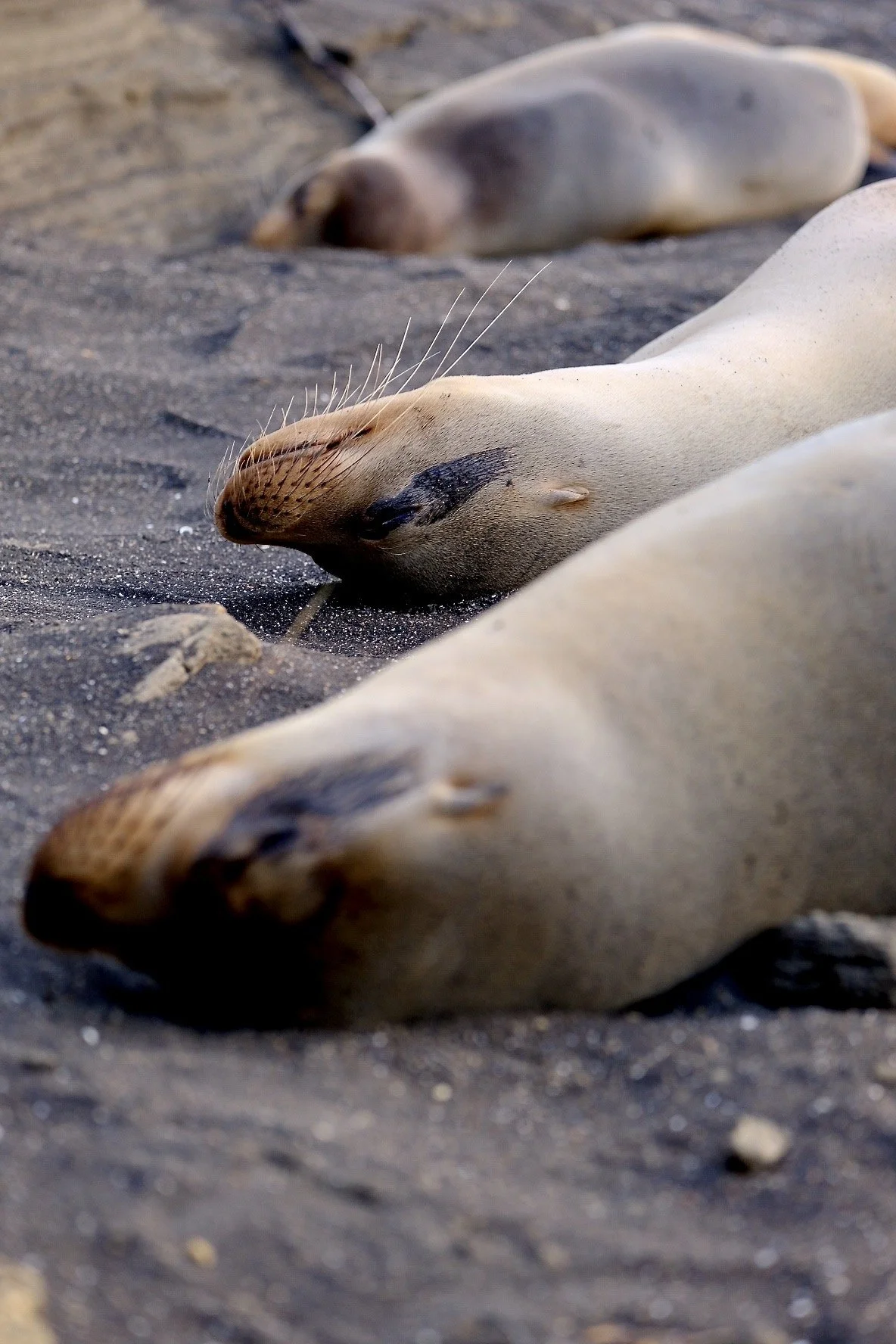 Floreana Island, Galápagos, 2022.