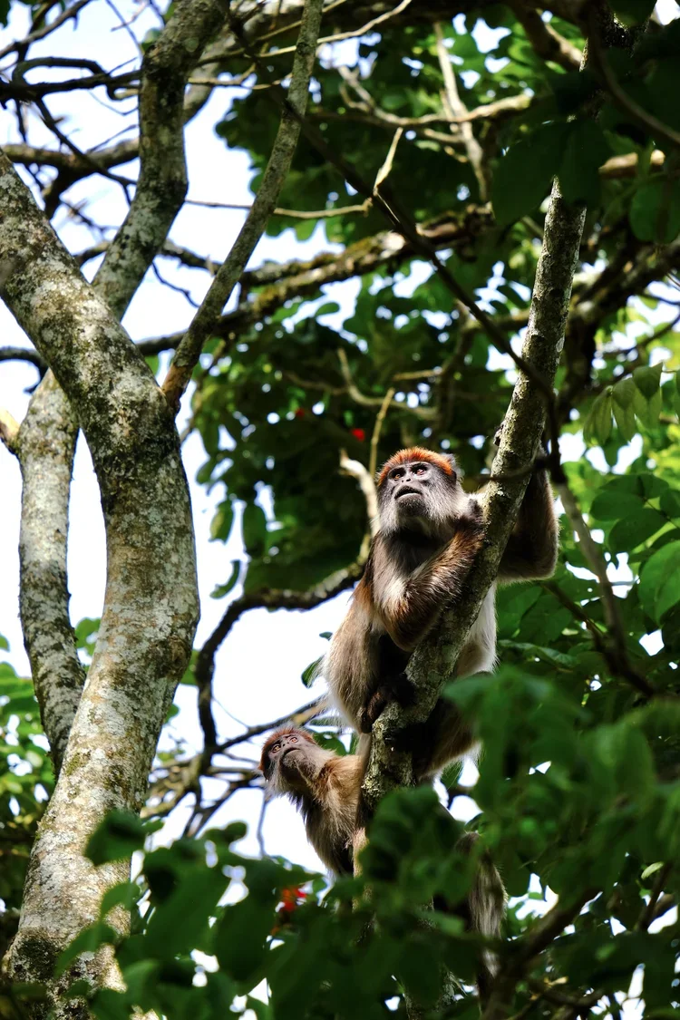 Kibale National Park, Uganda, 2022. 
