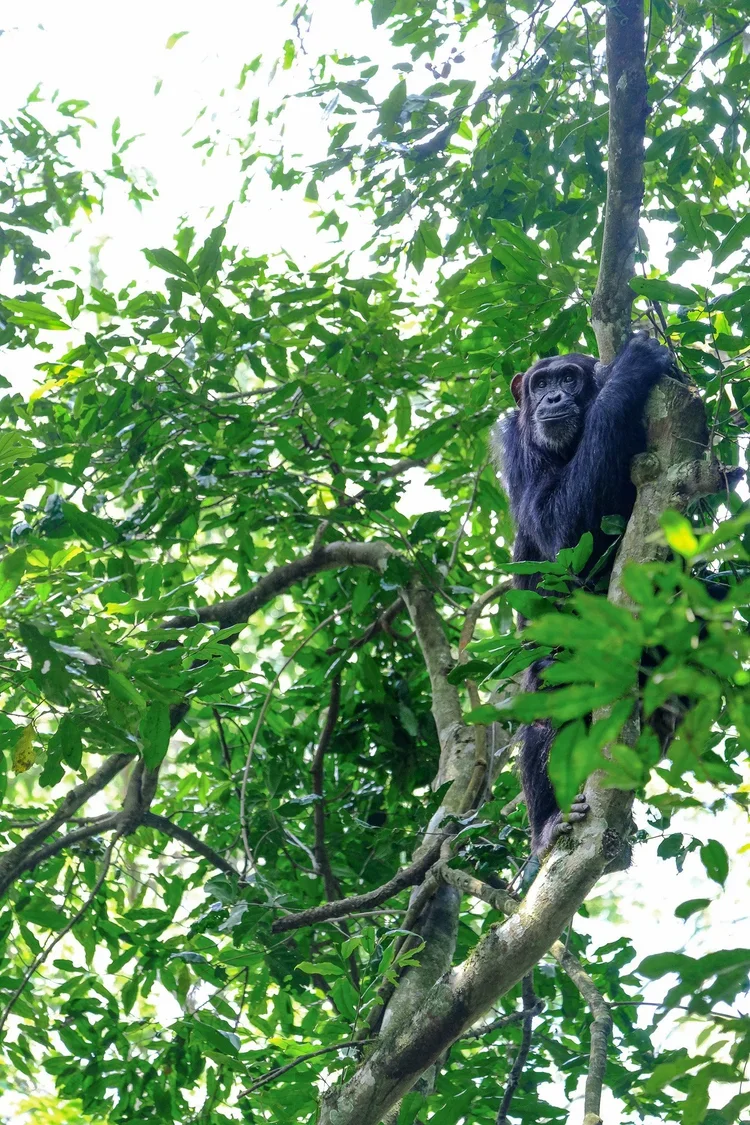 Kibale National Park, Uganda, 2022. 
