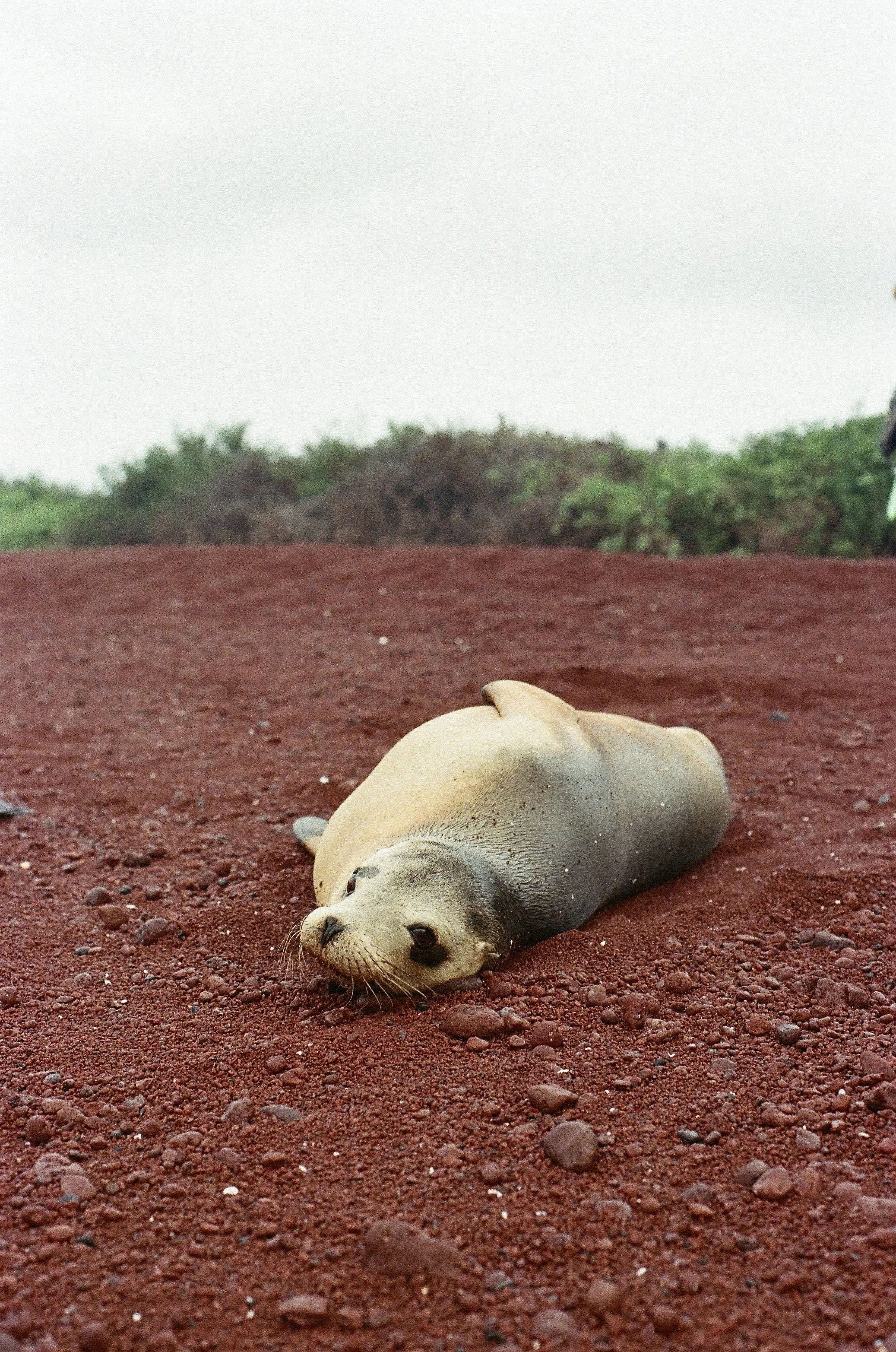 Rábida Island, Galápagos, 2022.