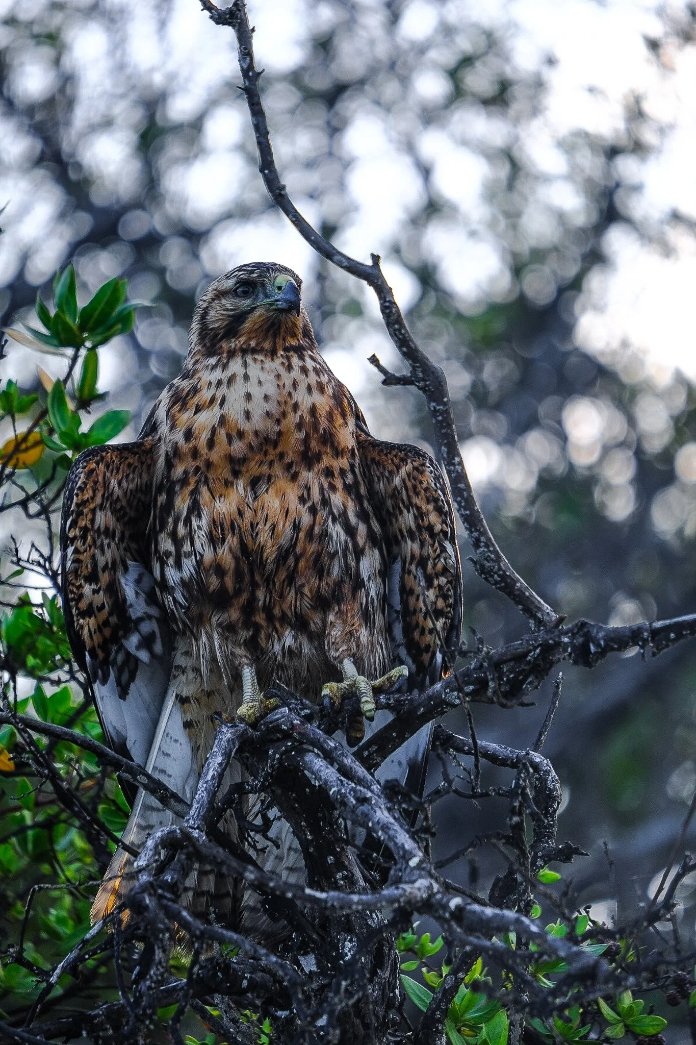 Santiago Island, Galápagos, 2022. 