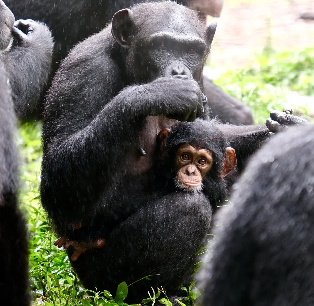 Western Forest Area Reserve, Sierra Leone, 2019. 